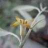 Fotografia 7 da espécie Elaeagnus angustifolia do Jardim Botânico UTAD