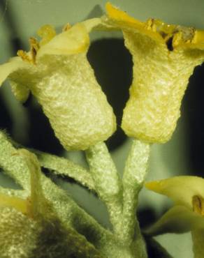 Fotografia 9 da espécie Elaeagnus angustifolia no Jardim Botânico UTAD