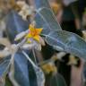 Fotografia 12 da espécie Elaeagnus angustifolia do Jardim Botânico UTAD