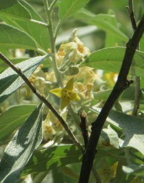 Fotografia 13 da espécie Elaeagnus angustifolia no Jardim Botânico UTAD