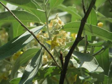 Fotografia da espécie Elaeagnus angustifolia