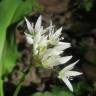 Fotografia 6 da espécie Allium ursinum subesp. ursinum do Jardim Botânico UTAD