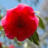 Fotografia 5 da espécie Camellia reticulata do Jardim Botânico UTAD