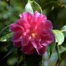Fotografia 6 da espécie Camellia reticulata do Jardim Botânico UTAD