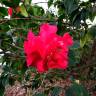 Fotografia 7 da espécie Camellia reticulata do Jardim Botânico UTAD