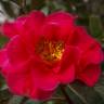 Fotografia 8 da espécie Camellia reticulata do Jardim Botânico UTAD
