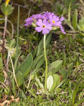 Fotografia 4 da espécie Primula farinosa no Jardim Botânico UTAD