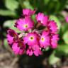 Fotografia 5 da espécie Primula farinosa do Jardim Botânico UTAD
