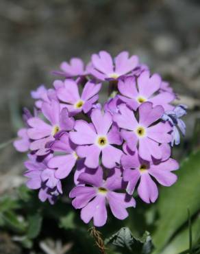 Fotografia 6 da espécie Primula farinosa no Jardim Botânico UTAD