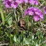 Fotografia 7 da espécie Primula farinosa do Jardim Botânico UTAD