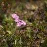 Fotografia 9 da espécie Primula farinosa do Jardim Botânico UTAD