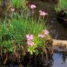 Fotografia 10 da espécie Primula farinosa do Jardim Botânico UTAD