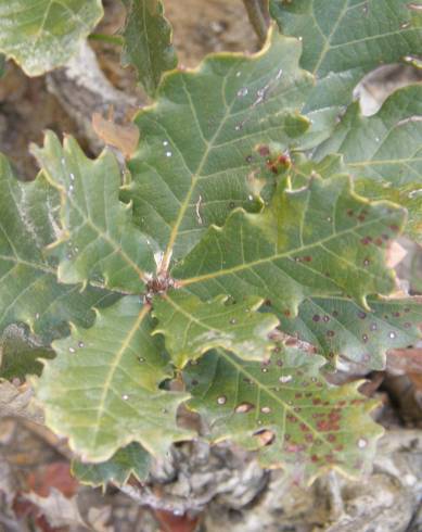 Fotografia de capa Quercus lusitanica - do Jardim Botânico