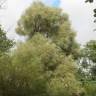 Fotografia 9 da espécie Salix alba do Jardim Botânico UTAD