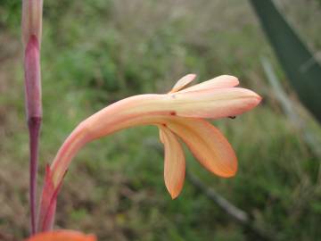 Fotografia da espécie Watsonia meriana