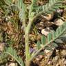Fotografia 5 da espécie Astragalus sesameus do Jardim Botânico UTAD