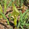 Fotografia 4 da espécie Arum italicum do Jardim Botânico UTAD