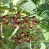 Fotografia 3 da espécie Linaria tristis do Jardim Botânico UTAD