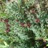 Fotografia 6 da espécie Linaria tristis do Jardim Botânico UTAD