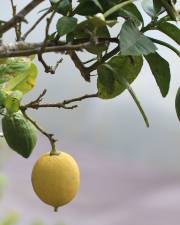 Fotografia da espécie Citrus limon