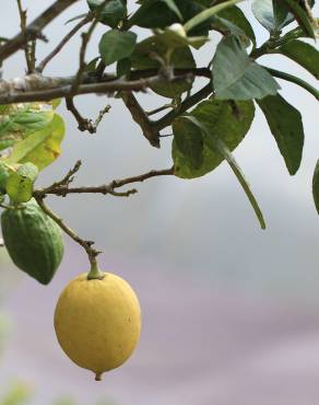 Fotografia 1 da espécie Citrus limon no Jardim Botânico UTAD