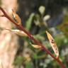 Fotografia 8 da espécie Eruca vesicaria do Jardim Botânico UTAD