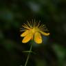 Fotografia 10 da espécie Hypericum pulchrum do Jardim Botânico UTAD