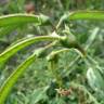 Fotografia 14 da espécie Lathyrus latifolius do Jardim Botânico UTAD