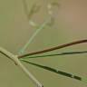 Fotografia 4 da espécie Vicia tetrasperma do Jardim Botânico UTAD