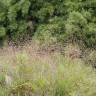 Fotografia 3 da espécie Deschampsia flexuosa do Jardim Botânico UTAD