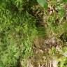 Fotografia 5 da espécie Deschampsia flexuosa do Jardim Botânico UTAD