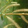 Fotografia 5 da espécie Salix fragilis do Jardim Botânico UTAD