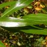 Fotografia 6 da espécie Salix fragilis do Jardim Botânico UTAD