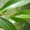 Fotografia 7 da espécie Salix fragilis do Jardim Botânico UTAD