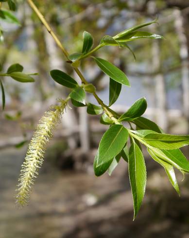 Fotografia de capa Salix fragilis - do Jardim Botânico