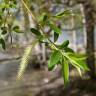 Fotografia 1 da espécie Salix fragilis do Jardim Botânico UTAD