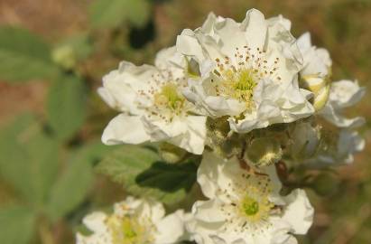 Fotografia da espécie Rubus canescens
