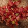 Fotografia 2 da espécie Salsola vermiculata do Jardim Botânico UTAD