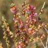 Fotografia 5 da espécie Salsola vermiculata do Jardim Botânico UTAD