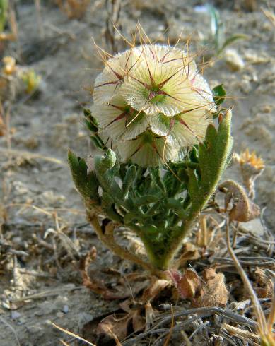 Fotografia de capa Lomelosia stellata - do Jardim Botânico