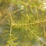 Fotografia 5 da espécie Myriophyllum spicatum do Jardim Botânico UTAD