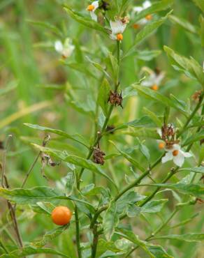Fotografia 11 da espécie Solanum pseudocapsicum no Jardim Botânico UTAD