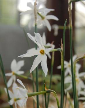 Fotografia 5 da espécie Narcissus serotinus no Jardim Botânico UTAD