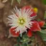 Fotografia 9 da espécie Mesembryanthemum crystallinum do Jardim Botânico UTAD