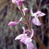 Fotografia 4 da espécie Orchis mascula subesp. laxifloriformis do Jardim Botânico UTAD
