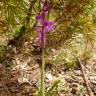 Fotografia 8 da espécie Orchis mascula subesp. laxifloriformis do Jardim Botânico UTAD