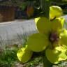 Fotografia 5 da espécie Verbascum virgatum do Jardim Botânico UTAD