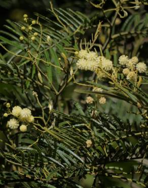 Fotografia 7 da espécie Acacia mearnsii no Jardim Botânico UTAD
