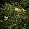 Fotografia 7 da espécie Acacia mearnsii do Jardim Botânico UTAD