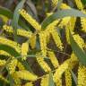 Fotografia 6 da espécie Acacia longifolia do Jardim Botânico UTAD